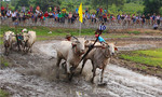 Hàng ngàn người về Bảy Núi xem đua bò