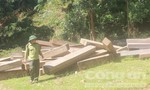 Báo cáo của Chi cục Kiểm lâm Quảng Nam trong vụ phá rừng “rầm rộ” ở rừng đặc dụng Sông Tranh