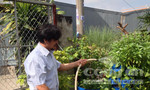 Hốt bạc nhờ trồng rau sạch từ rác thải sinh hoạt giữa Sài Gòn