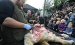 Vườn thú Đan Mạch công khai xẻ thịt sư tử