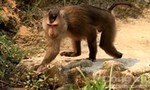 Khỉ lại cắn người gây thương tích tại bán đảo Sơn Trà