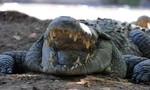 Indonesia dùng cá sấu ngăn tử tù vượt ngục