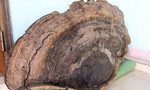 Một người dân sở hữu cây nấm linh chi khủng, nặng trên 50kg