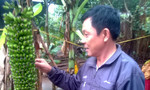 Kỳ lạ buồng chuối trổ 150 nải ở Quảng Bình