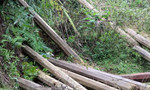 Phát hiện 8 khối gỗ vô chủ ở bìa rừng