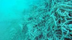 Sốc nặng với cảnh tàn phá san hô ở Trường Sa của tàu Trung Quốc