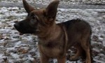 Cô chó "cảnh sát" Diesel sẽ được chôn cất ở Essonne