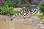 Sở Nông nghiệp-PTNT  Kiên Giang thông báo chính thức về vườn thú Vinpearl Safari Phú Quốc