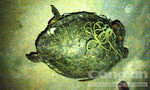 Thả rùa biển quý hiếm nặng 25kg về với biển