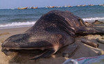 Xác cá voi nặng hơn 3 tấn dạt vào biển Mũi Né
