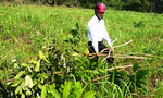UBND tỉnh Thanh Hoá yêu cầu làm rõ vụ 1.500 cây cao su của dân bị chặt phá