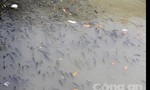Cá kênh Nhiêu Lộc - Thị Nghè ngoi đầu hàng loạt sau mưa lớn