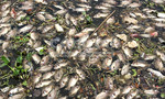 Tìm ra nguyên nhân dẫn đến cá chết trên kênh Nhiêu Lộc – Thị Nghè
