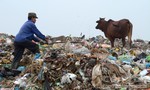 Hãi hùng chăn thả bò, dê ở bãi rác lớn nhất Bắc Ninh