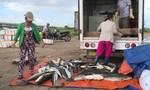 Cá chết hàng loạt, người dân bán đổ bán tháo