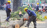 Kiểm điểm, giáng chức nhiều cán bộ trong vụ chặt cây xanh ở Hà Nội