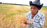 Thái Lan: Hạn hán đẩy nông dân vào nợ nần