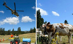 Máy bay trực thăng quân sự chở 6 triệu lít nước cứu đàn bò