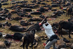 Nepal chấm dứt thảm sát hàng ngàn động vật tế thần Gadhimai