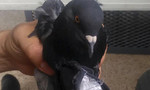 Costa Rica: Quản giáo phải kiêm nhiệm việc kiểm tra chim bồ câu