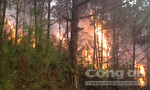 Nghệ An: 7 hecta rừng thông hơn 20 năm tuổi bị cháy rụi