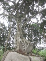 Cây sanh “độc nhất vô nhị” trở thành cây di sản Việt Nam