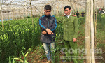 Lâm Đồng: Bắt quả tang hai kẻ trộm hoa lily