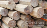 Điều tra hơn 5,5m3 gỗ quý hiếm cất sau nhà nguyên Phó Bí thư huyện ủy