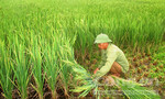 Nông dân xót xa thu hoạch lúa lép không hạt
