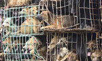 Khoảng 5 triệu chú chó bị sát hại để làm thức ăn, mồi nhậu mỗi năm