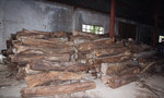 Phát hiện hàng trăm m3 gỗ quý không rõ nguồn gốc giấu trong kho