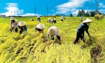 Nông nghiệp Việt đang 'lâm nguy'?