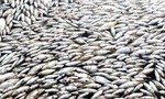 Hàng chục tấn cá bè chết bất thường, nổi trắng nhánh sông Đồng Nai