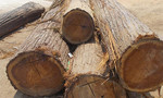 Bắt xe gỗ của Trưởng ban Quản lý rừng