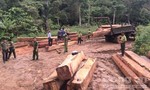 Phát hiện vụ khai thác, tập kết gỗ lậu lớn
