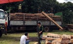 Nhóm lâm tặc manh động cướp xe chở gỗ trong tay lực lượng chức năng