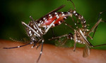 TP.HCM: Phát hiện thêm 2 phụ nữ nhiễm vi rút Zika