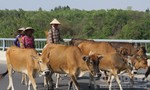 Hàng trăm trâu, bò của 31 hộ dân bị lở mồm long móng