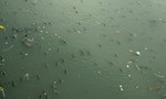 Hàng triệu con cá nổi trên kênh Nhiêu Lộc đớp không khí