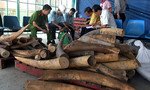 Lại phát hiện gần 500kg ngà voi nhập lậu tại cảng Cát Lái