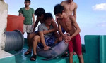 Nhóm ngư dân sát hại cá heo có thể bị phạt đến 100 triệu đồng