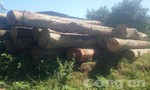 Phát hiện một vụ phá rừng, vận chuyển gỗ khối lượng lớn