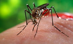 Người Sài Gòn mắc Zika tăng lên từng ngày