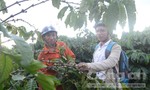 Bộ Công an chỉ đạo ngăn chặn nạn trộm cà phê tại Tây Nguyên