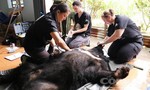 Cứu hộ thành công 6 cá thể gấu ngựa bị nuôi nhốt hơn 10 năm