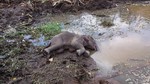 Phát hiện một cá thể voi rừng con bị chết