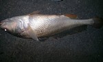 Bắt được cá sủ vàng 3,2 kg  ở sông Đồng Nai