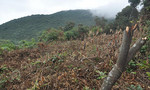Rừng bán đảo Sơn Trà bị tàn phá, dân bức xúc “tung” lên mạng xã hội
