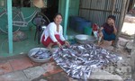 Cá chết ‘hàng loạt’, nông dân thiệt hại hàng trăm triệu đồng