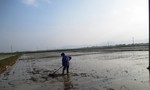Lúa mới cấy chết hàng loạt ở Thanh Hóa